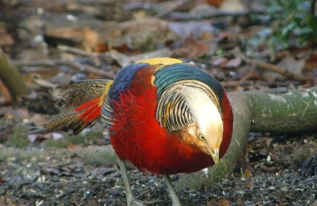 Golden Pheasant in Britain: going, going, gone? - BirdGuides