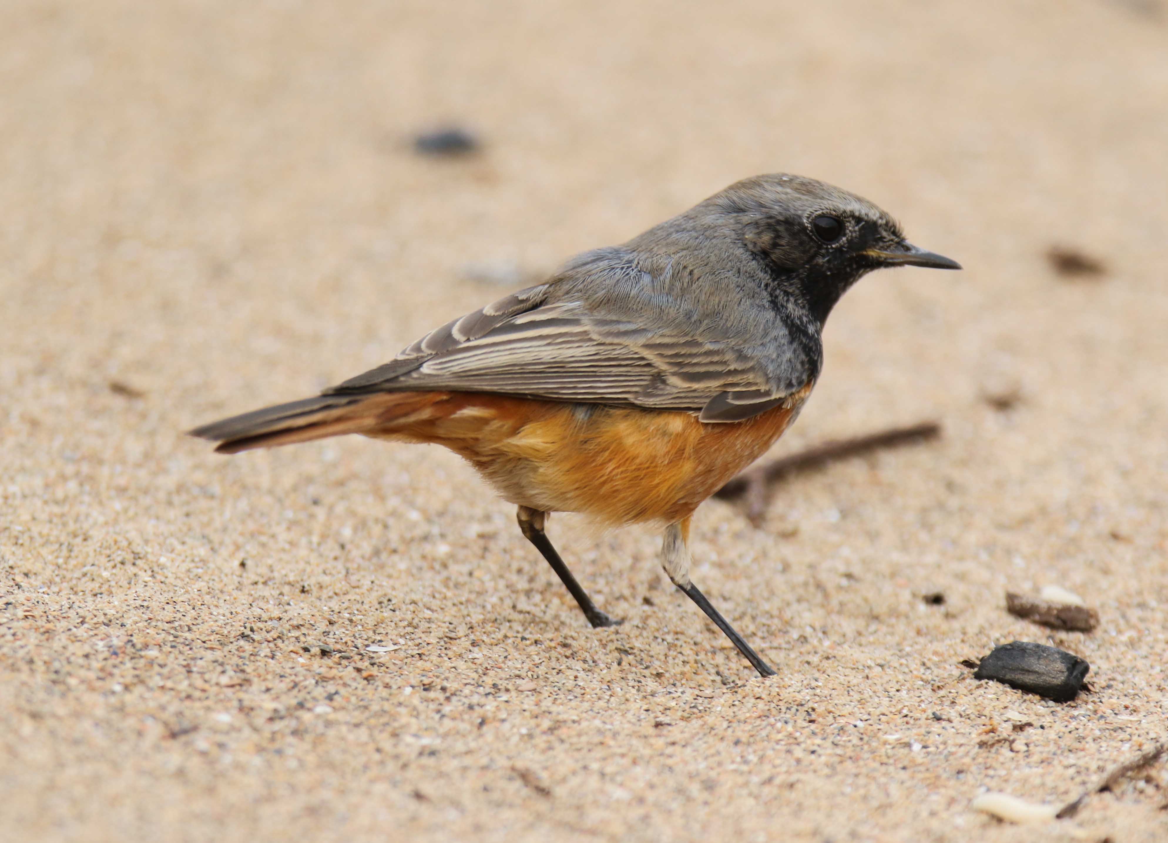 Review of the Week: 15–21 March - BirdGuides