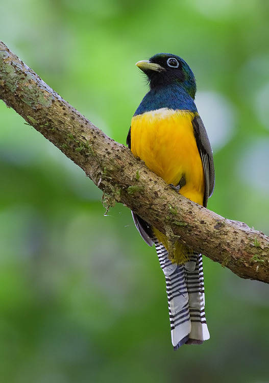 Black-throated Trogon comprises five species, study suggests - BirdGuides