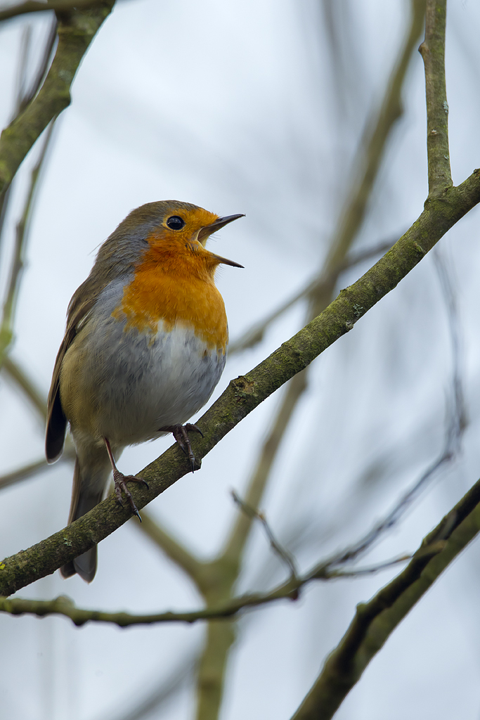 Robins, not Nightingales, are the mystery nighttime songsters BirdGuides