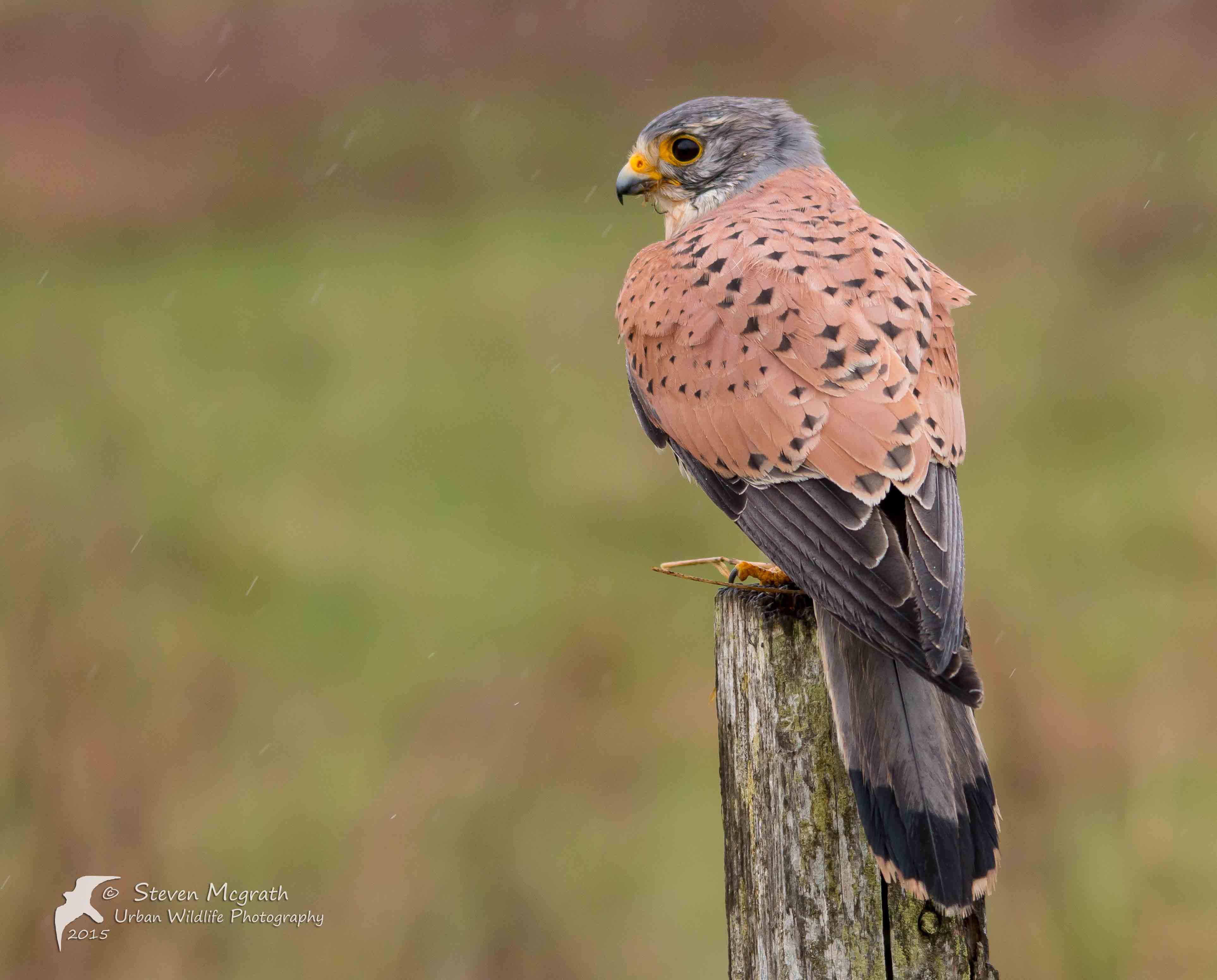 Details : Common Kestrel - BirdGuides