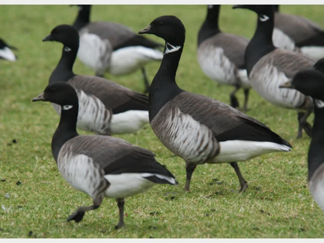 Brant Gray Details : Grey-bellied Brant - BirdGuides