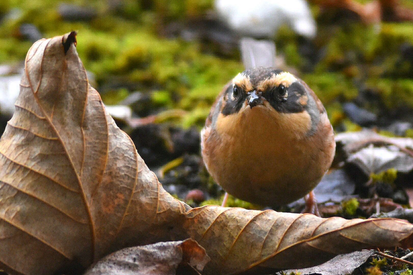 Red-flanked Bluetail population explodes in Finland - BirdGuides