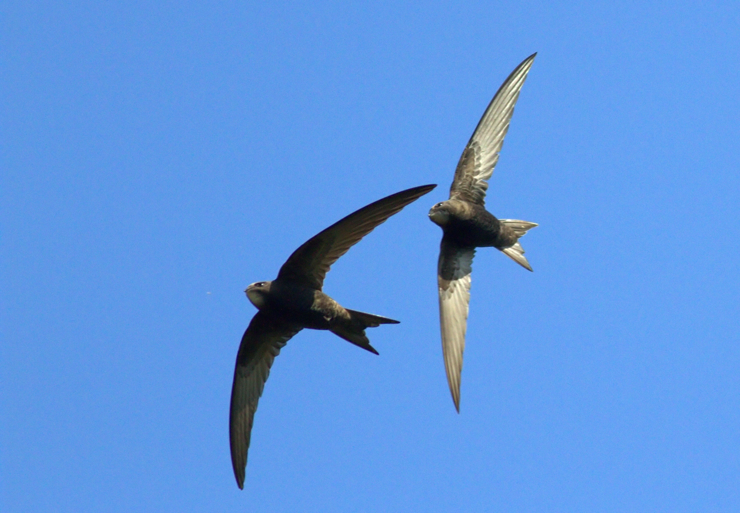 Common Swift By Neil Rolph BirdGuides Common Swift By Neil Rolph BirdGuides
