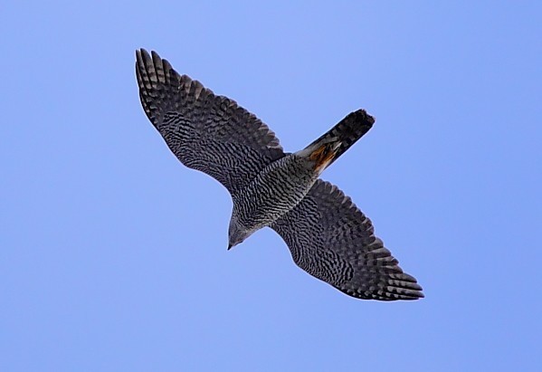 Goshawks on the flight path for launch of Kielder wildlife season