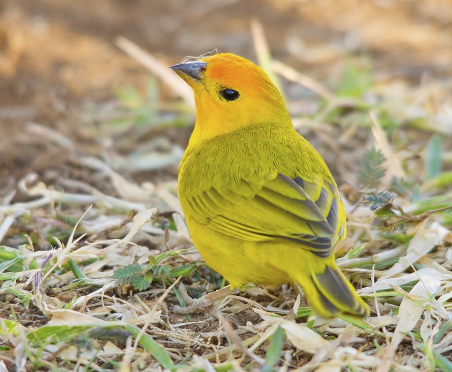 Saffron Finch by Clive Daelman BirdGuides