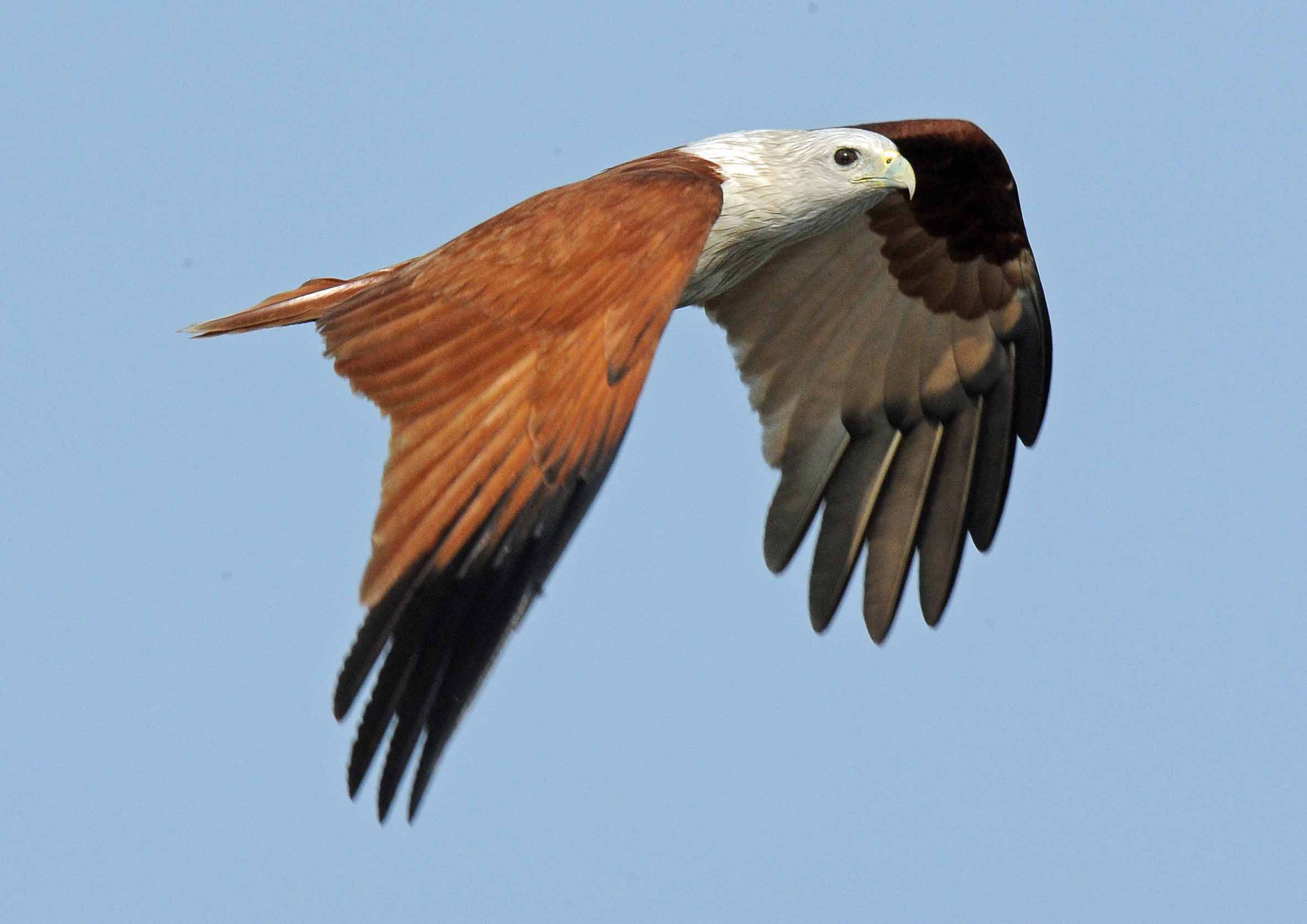 Details Kites, hawks and eagles BirdGuides