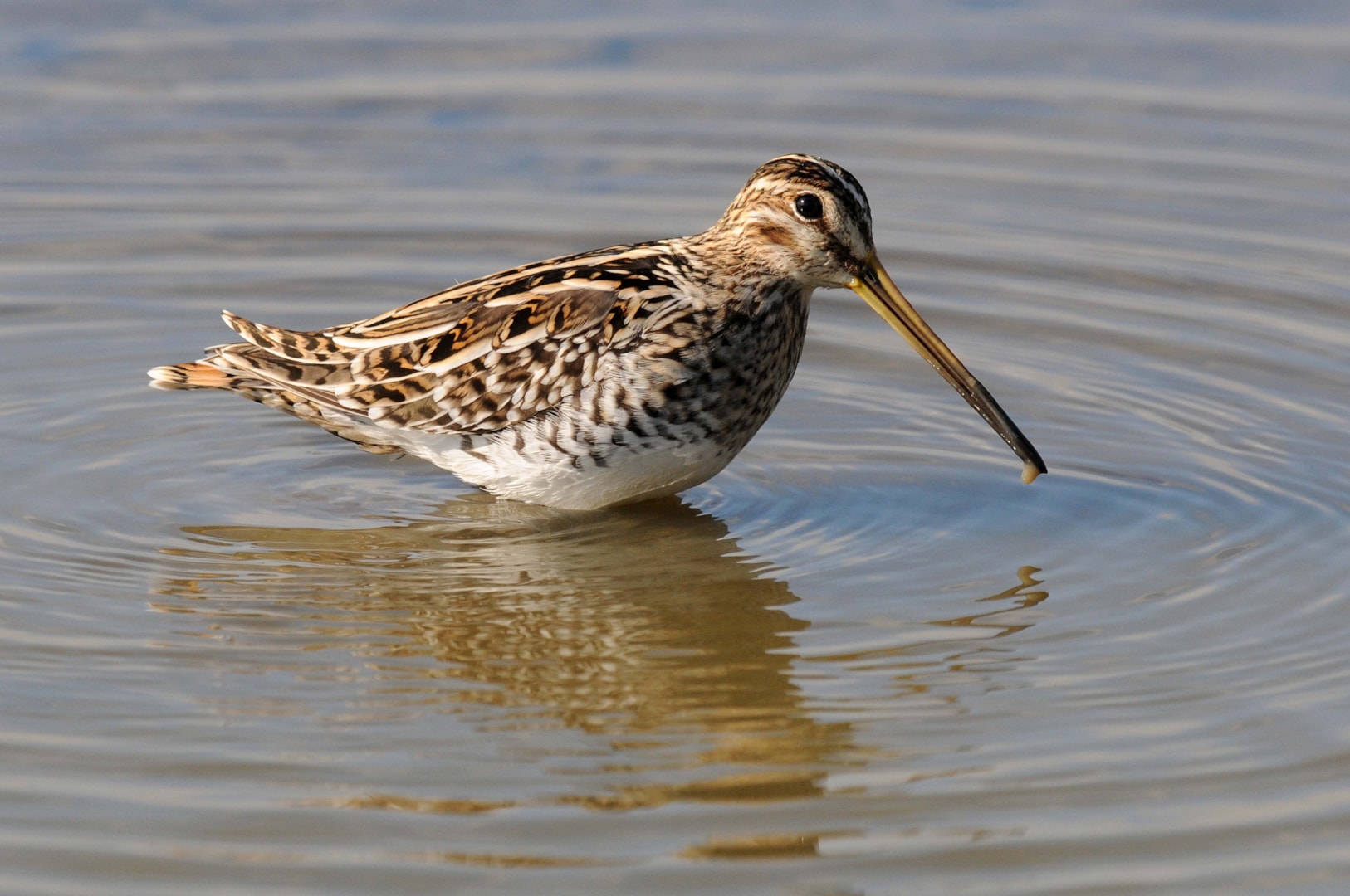 common-snipe-by-nick-appleton-birdguides