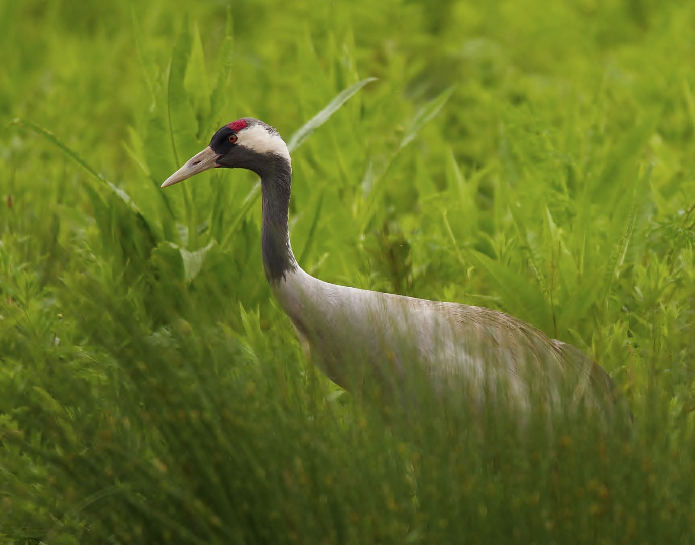 Common Crane by Clive Daelman BirdGuides