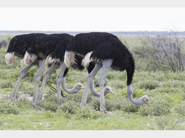 Details : Common Ostrich - BirdGuides