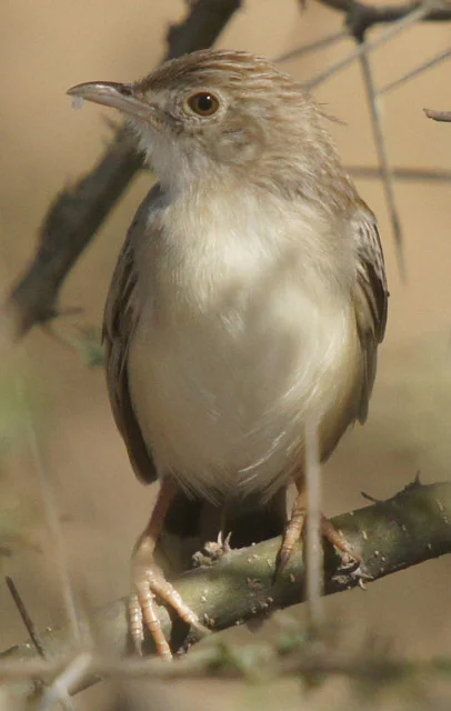 Details Ashy Cisticola BirdGuides