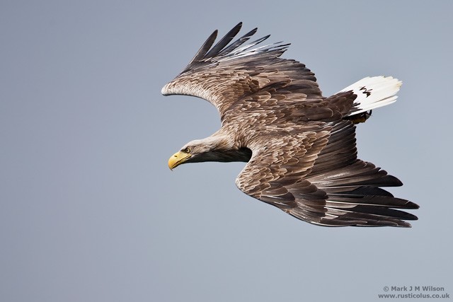 White Tailed Eagle Reintroduction Project Support Withdrawn