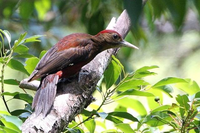標本 Taiwan Dytiscoidae sp.37mm 標本 Taiwan Dytiscoidae sp.37mm 標本 Taiwan Dytiscoidae sp.37mm