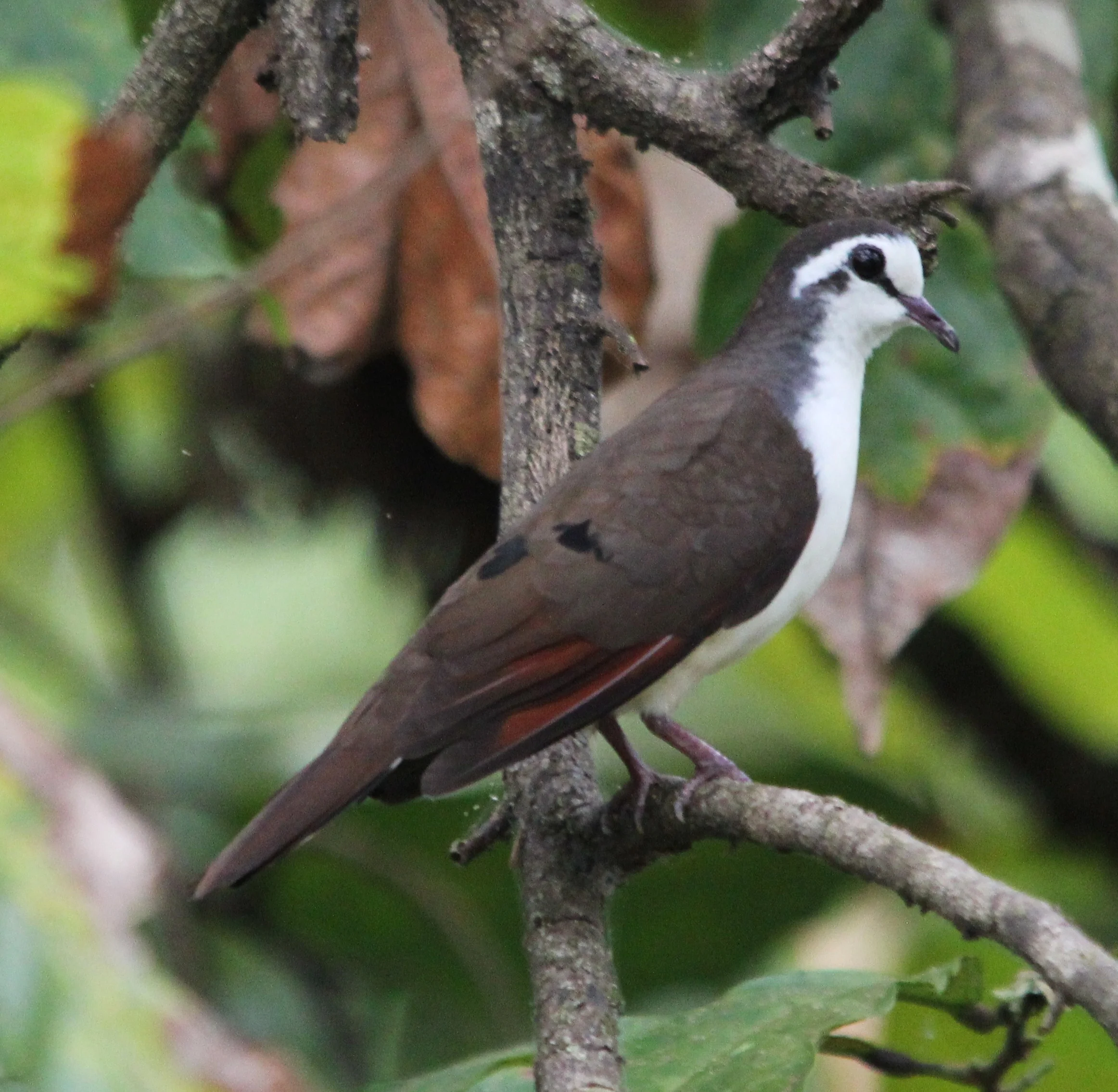 Details Tambourine Dove BirdGuides