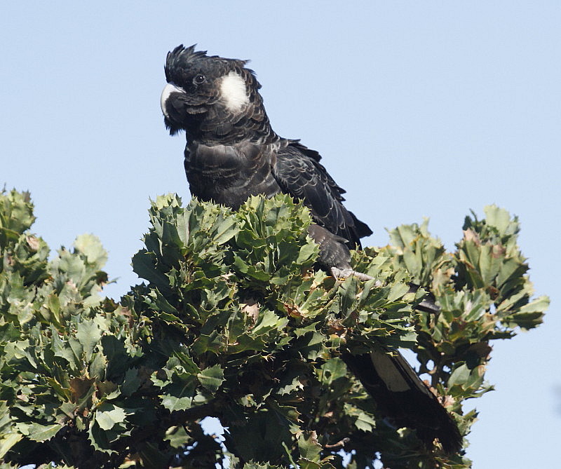 Details Carnaby's Black Cockatoo BirdGuides