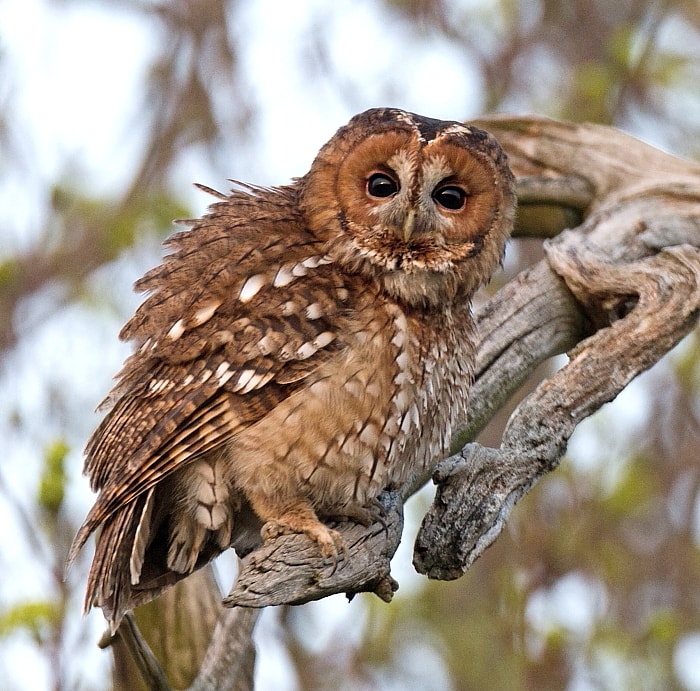 Tawny Owl by Paul Riddle BirdGuides