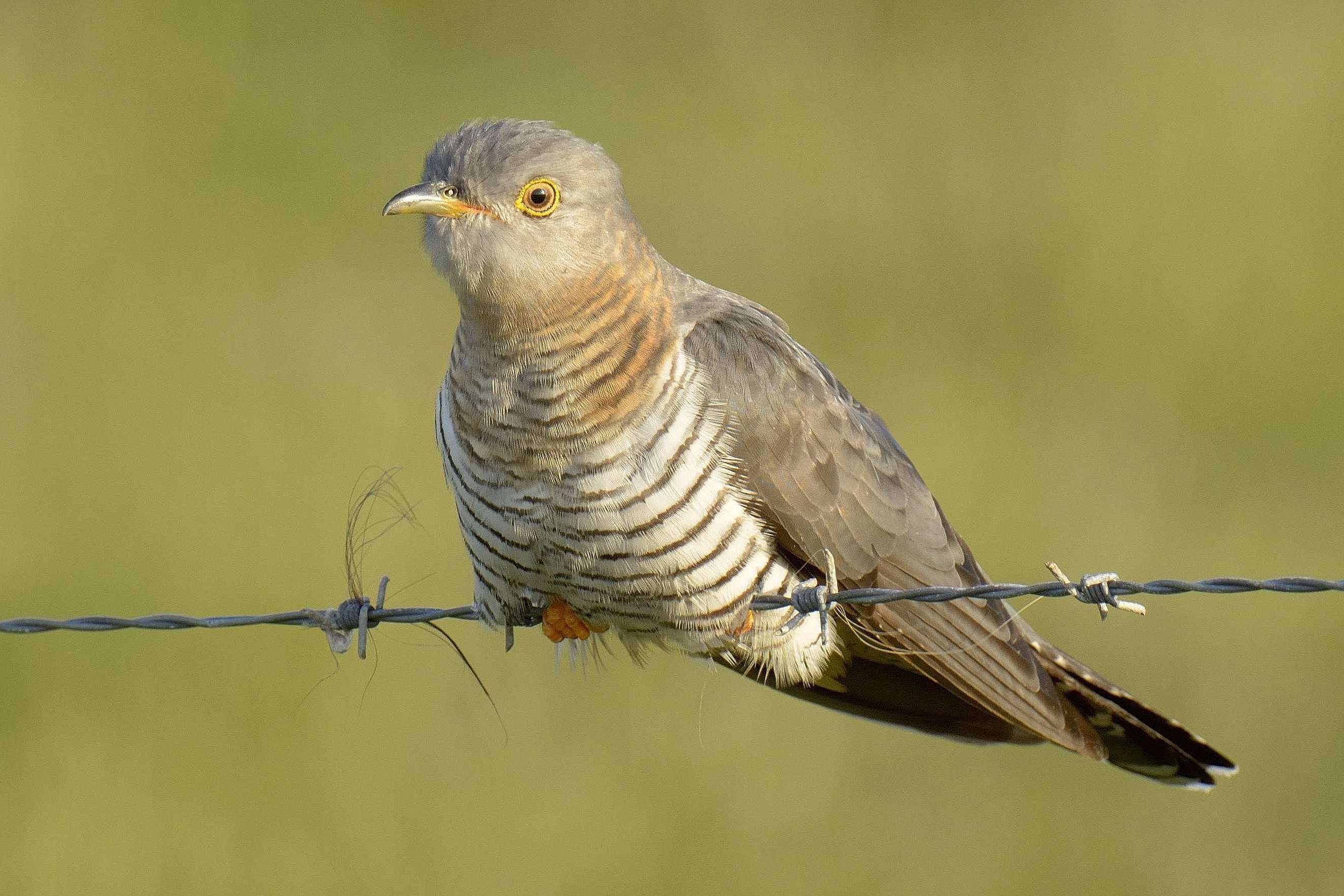 Details Common Cuckoo BirdGuides