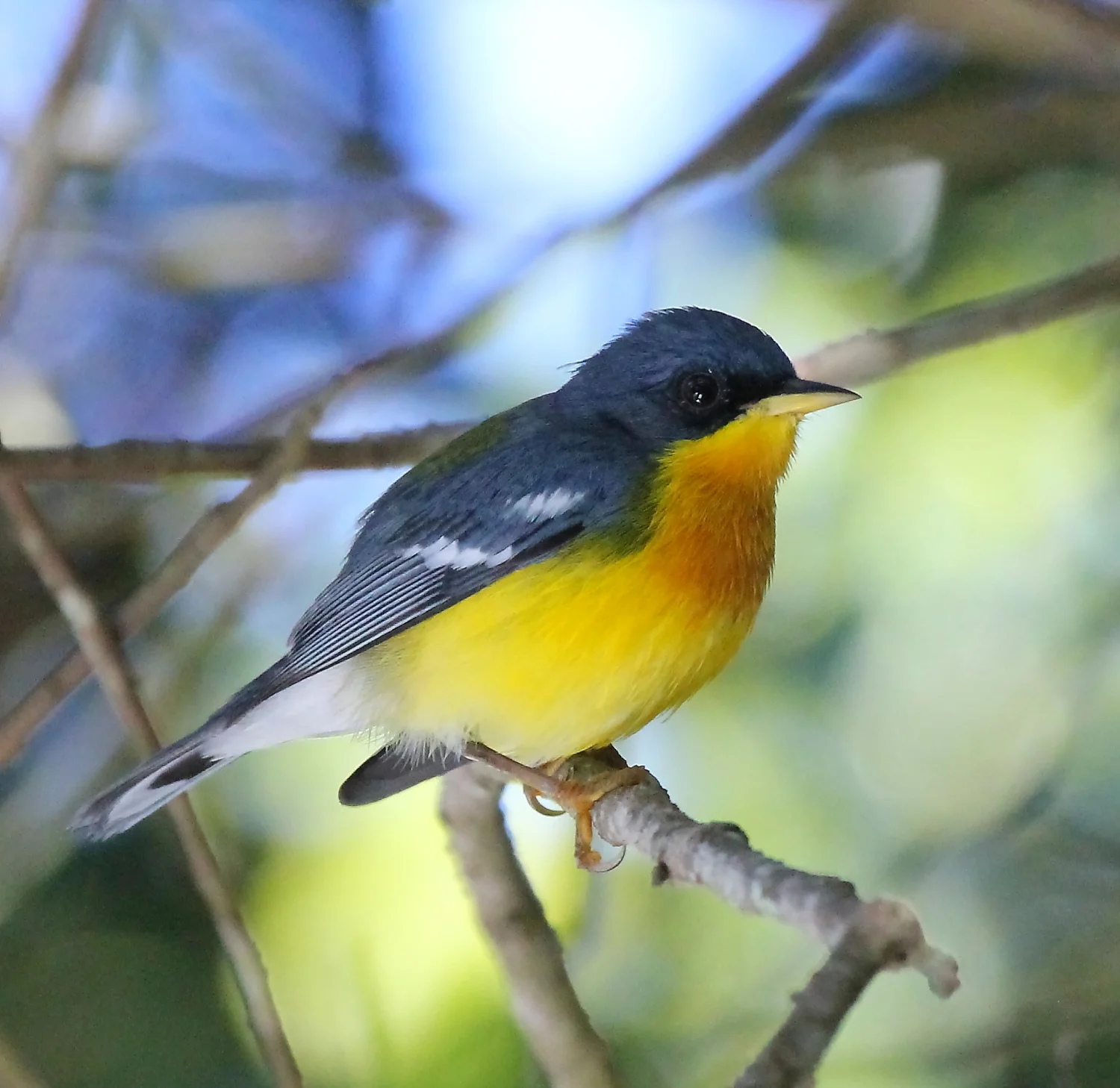 Details : Tropical Parula - BirdGuides