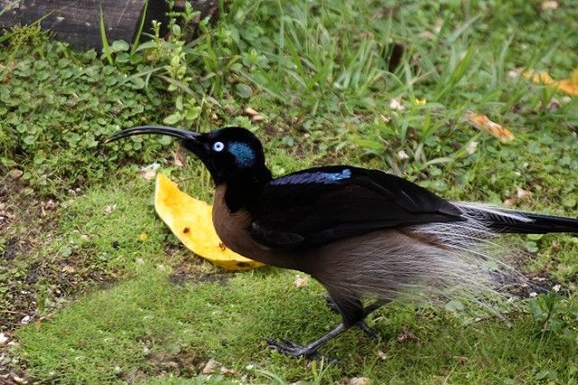 Details : Brown Sicklebill - BirdGuides
