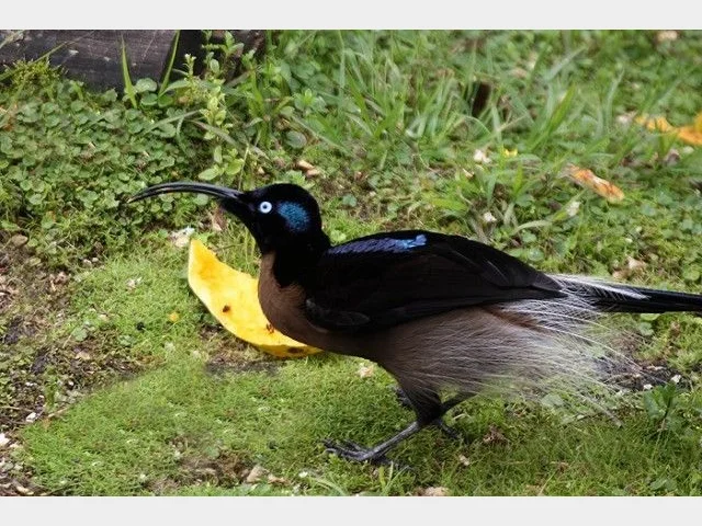 Details : Brown Sicklebill - BirdGuides