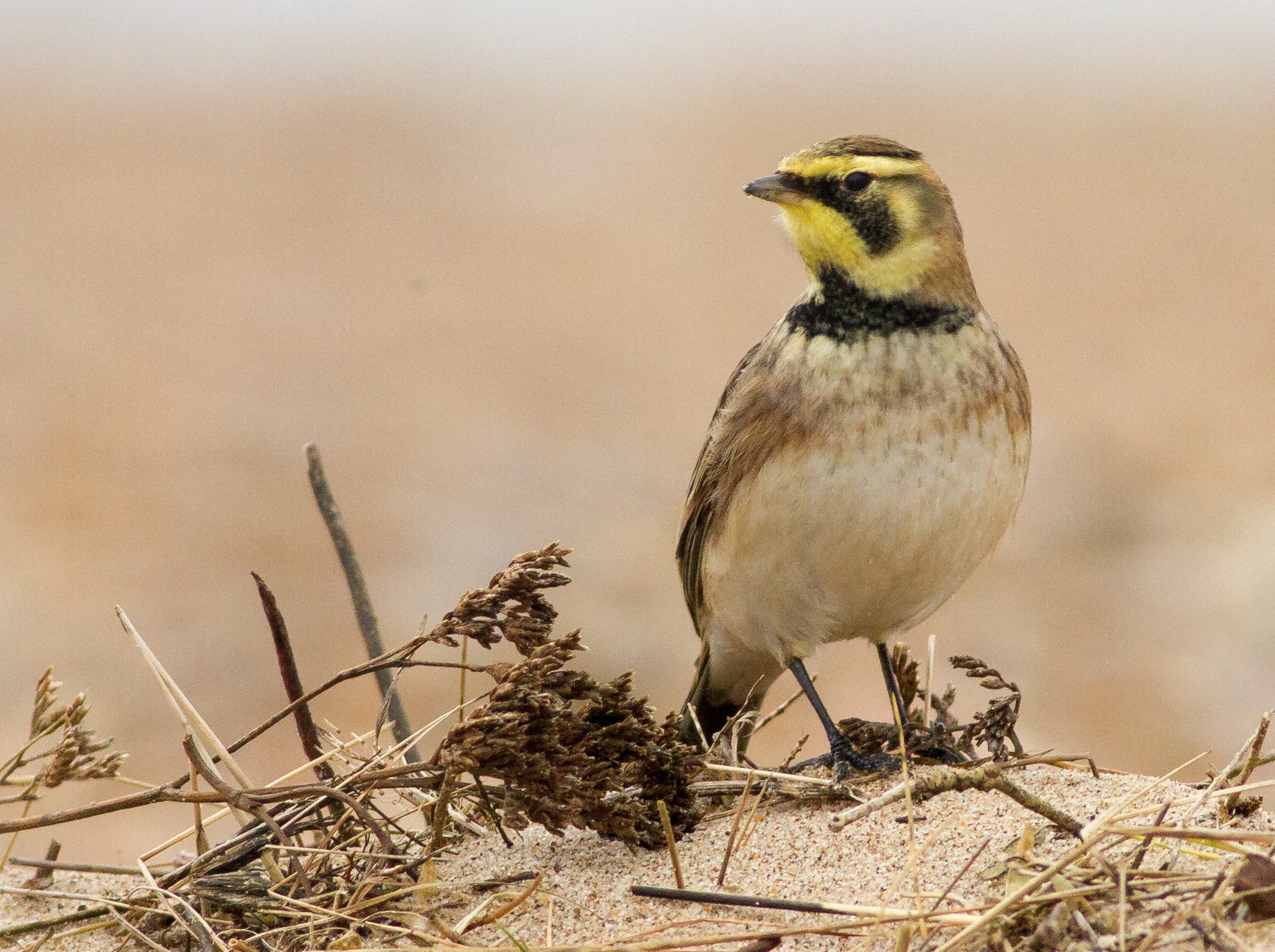 Details Shore Lark BirdGuides