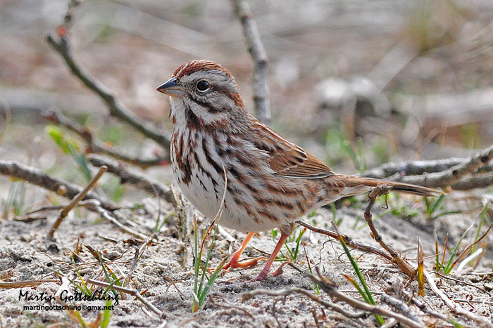 Details : Song Sparrow - BirdGuides