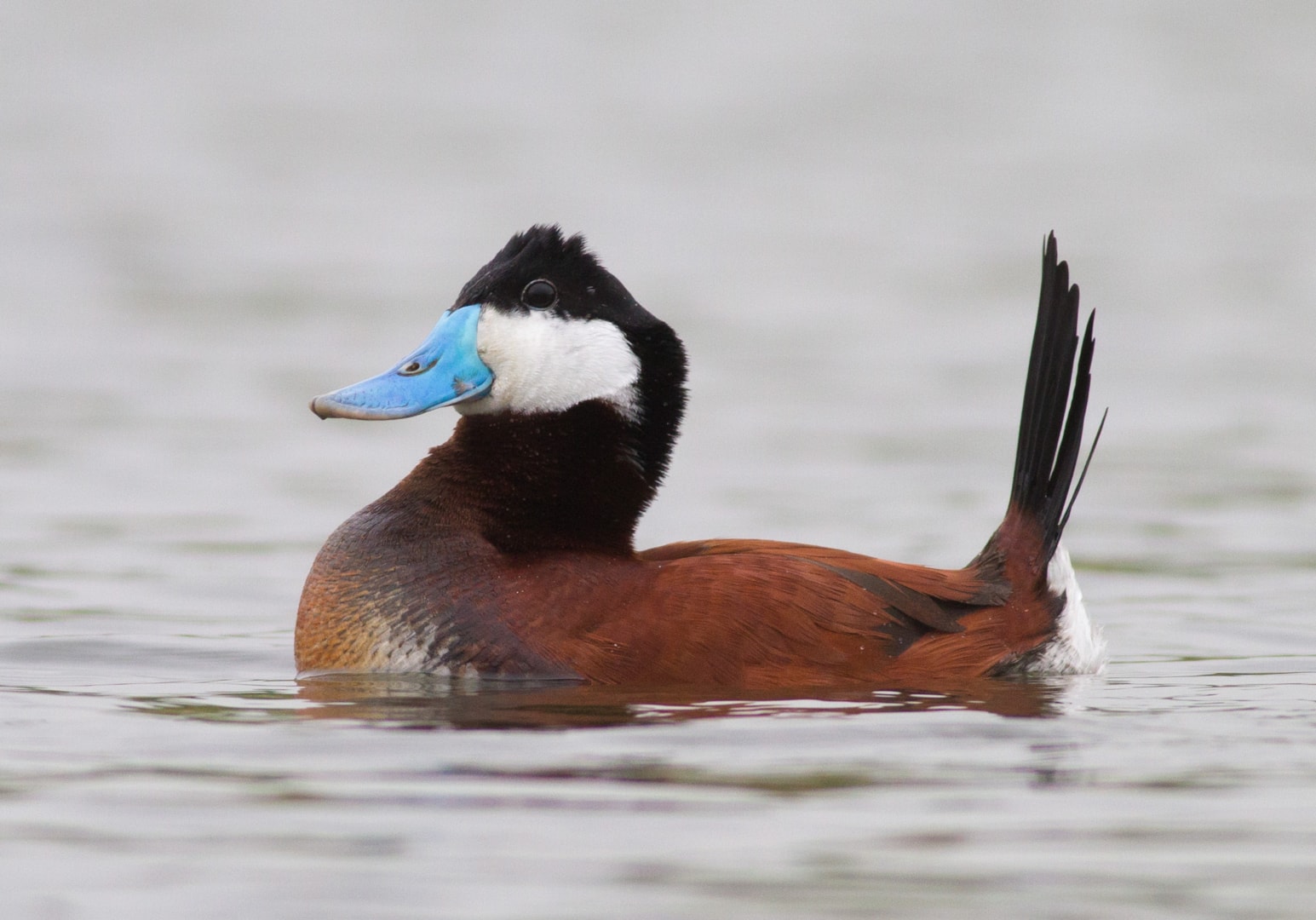 Ruddy Duck by Jake Gearty BirdGuides