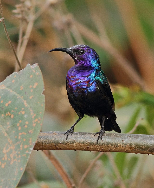 Splendid Sunbird by Steve Ray - BirdGuides