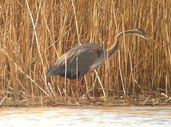 Purple Heron