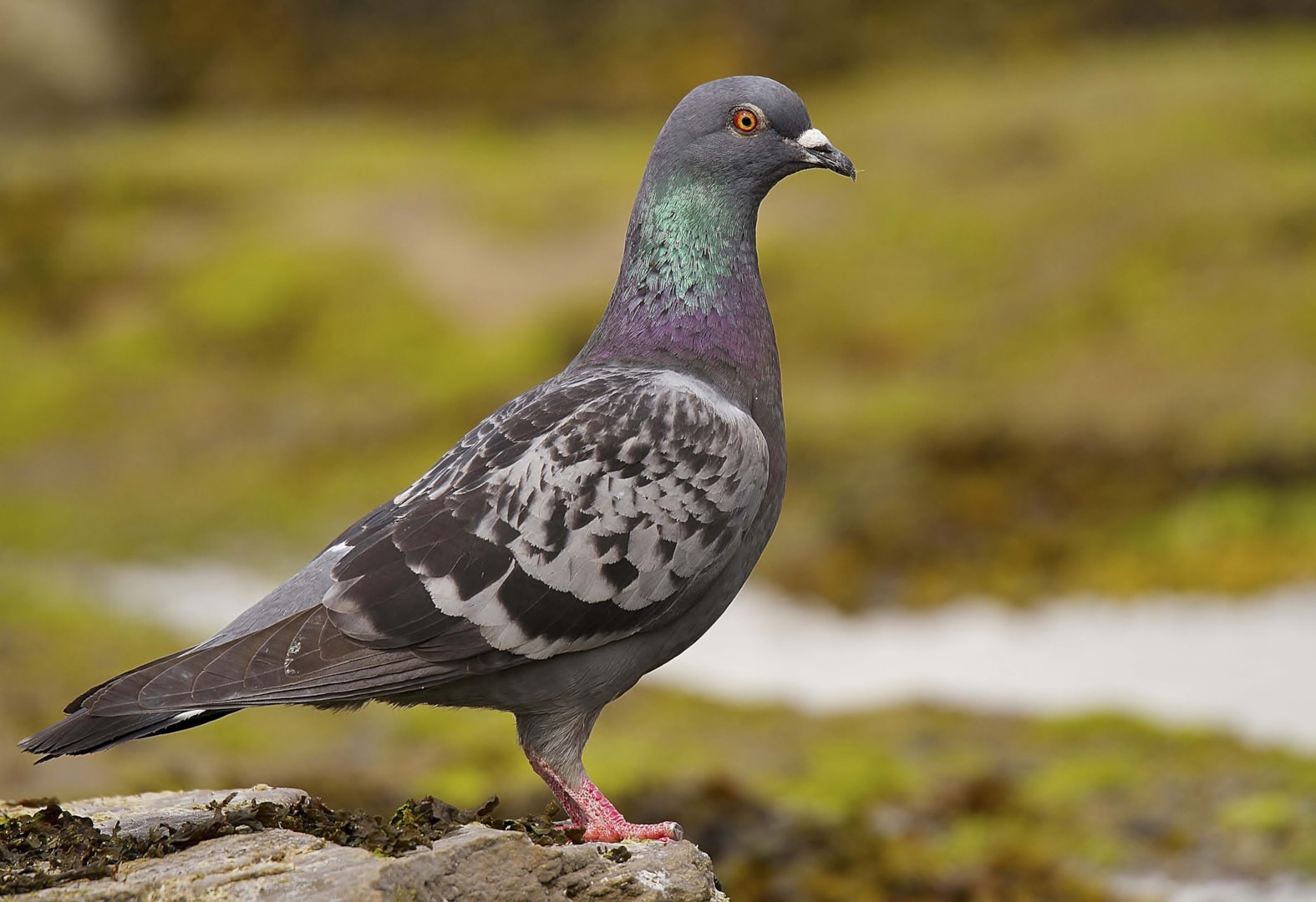 Rock Dove by Clive Daelman - BirdGuides