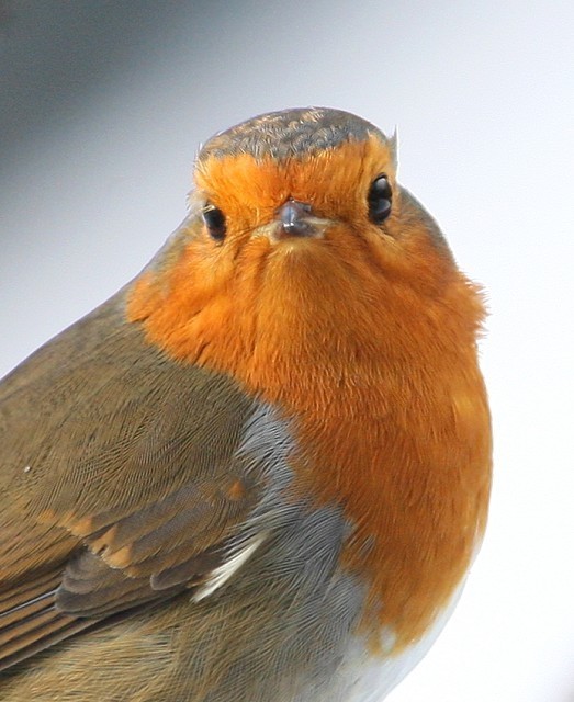 ROBIN, Features