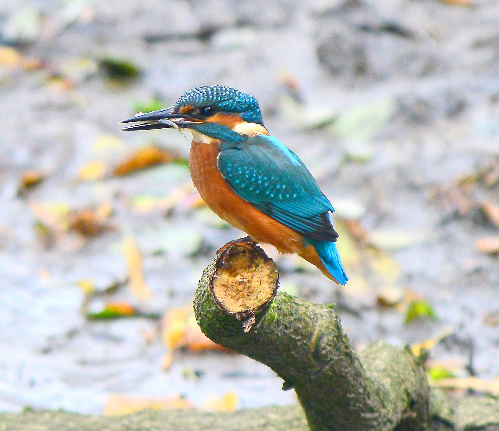 Details Common Kingfisher BirdGuides