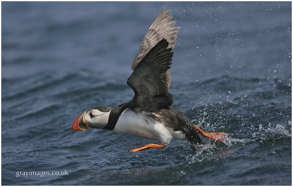 Puffin  BTO - British Trust for Ornithology