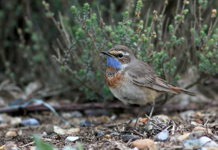 Sighting Report - BirdGuides