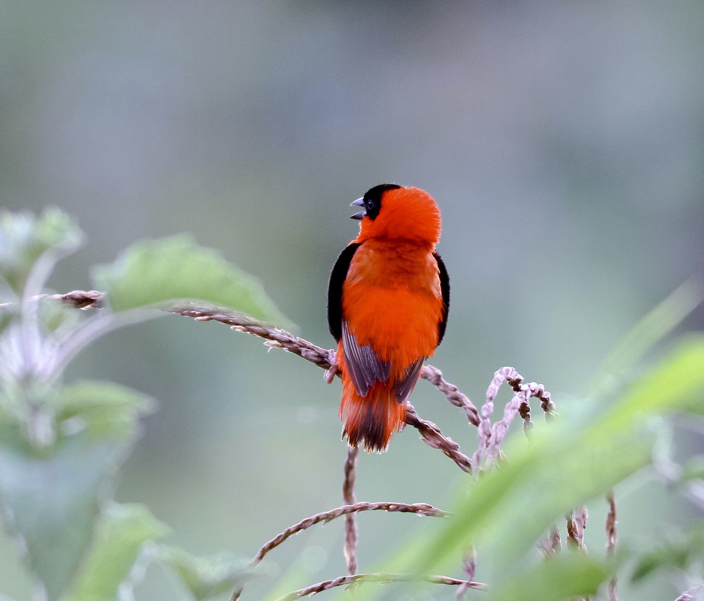 Details Northern Red BirdGuides