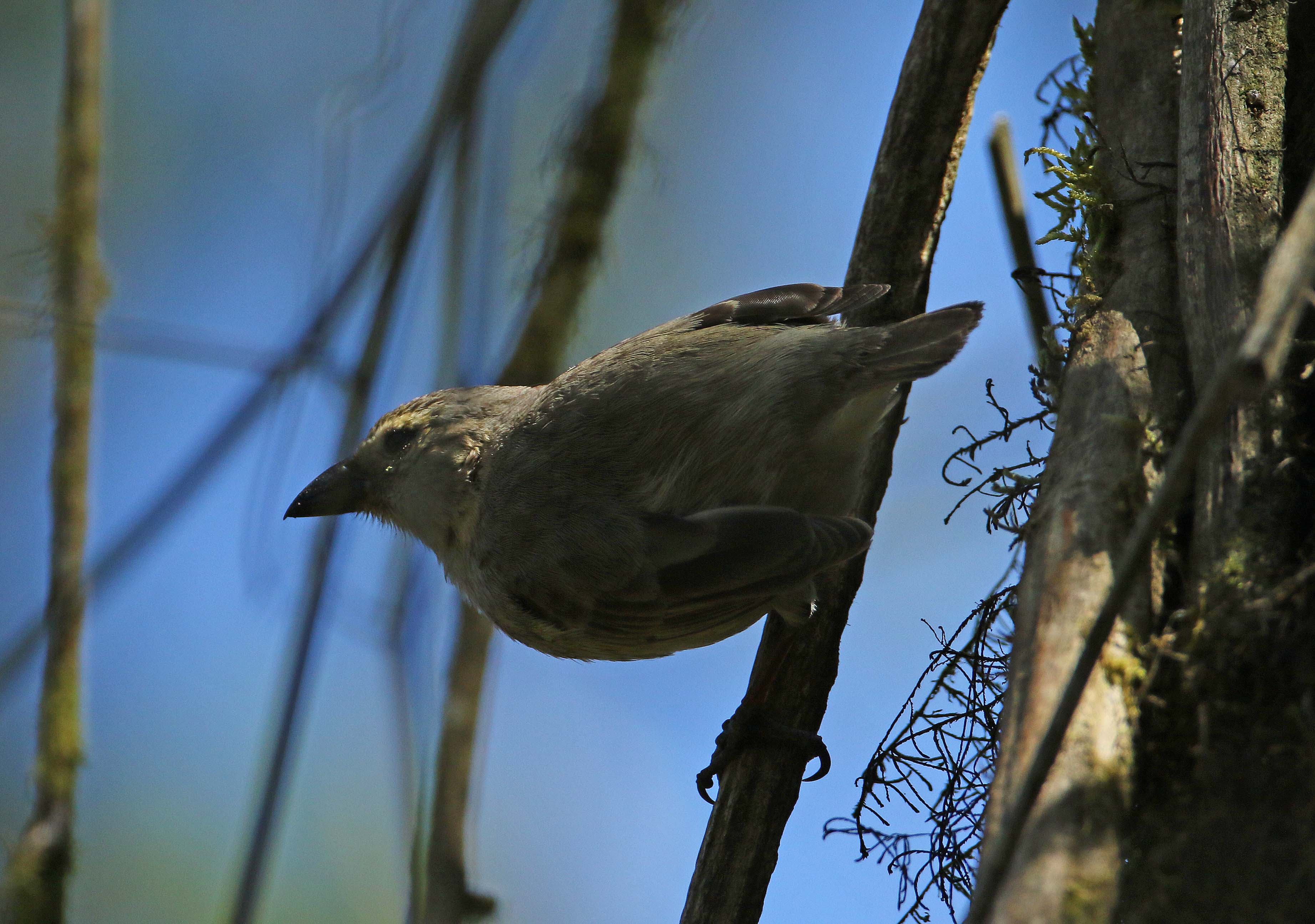 Details Woodpecker Finch BirdGuides