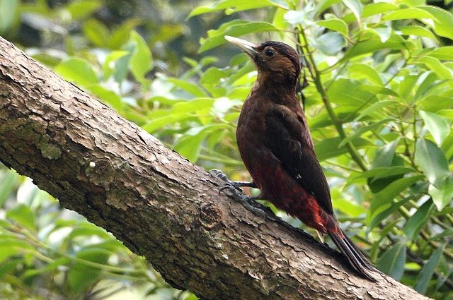 標本 Taiwan Dytiscoidae sp.37mm 標本 Taiwan Dytiscoidae sp.37mm 標本 Taiwan Dytiscoidae sp.37mm