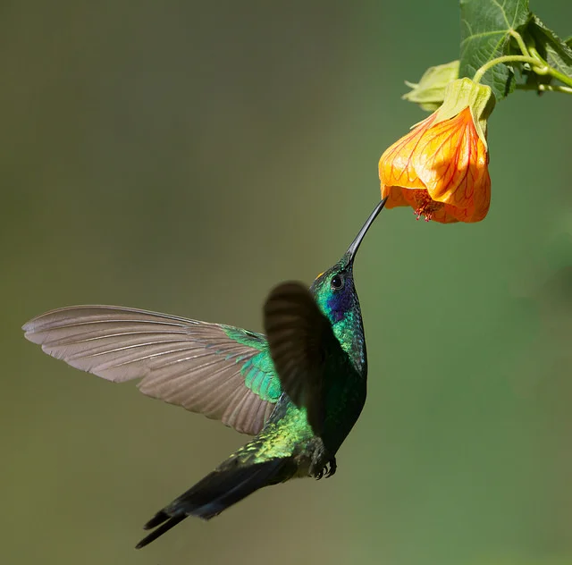 Sparkling violet-ear / Colibri anaïs / Colibri coruscans – Coraves