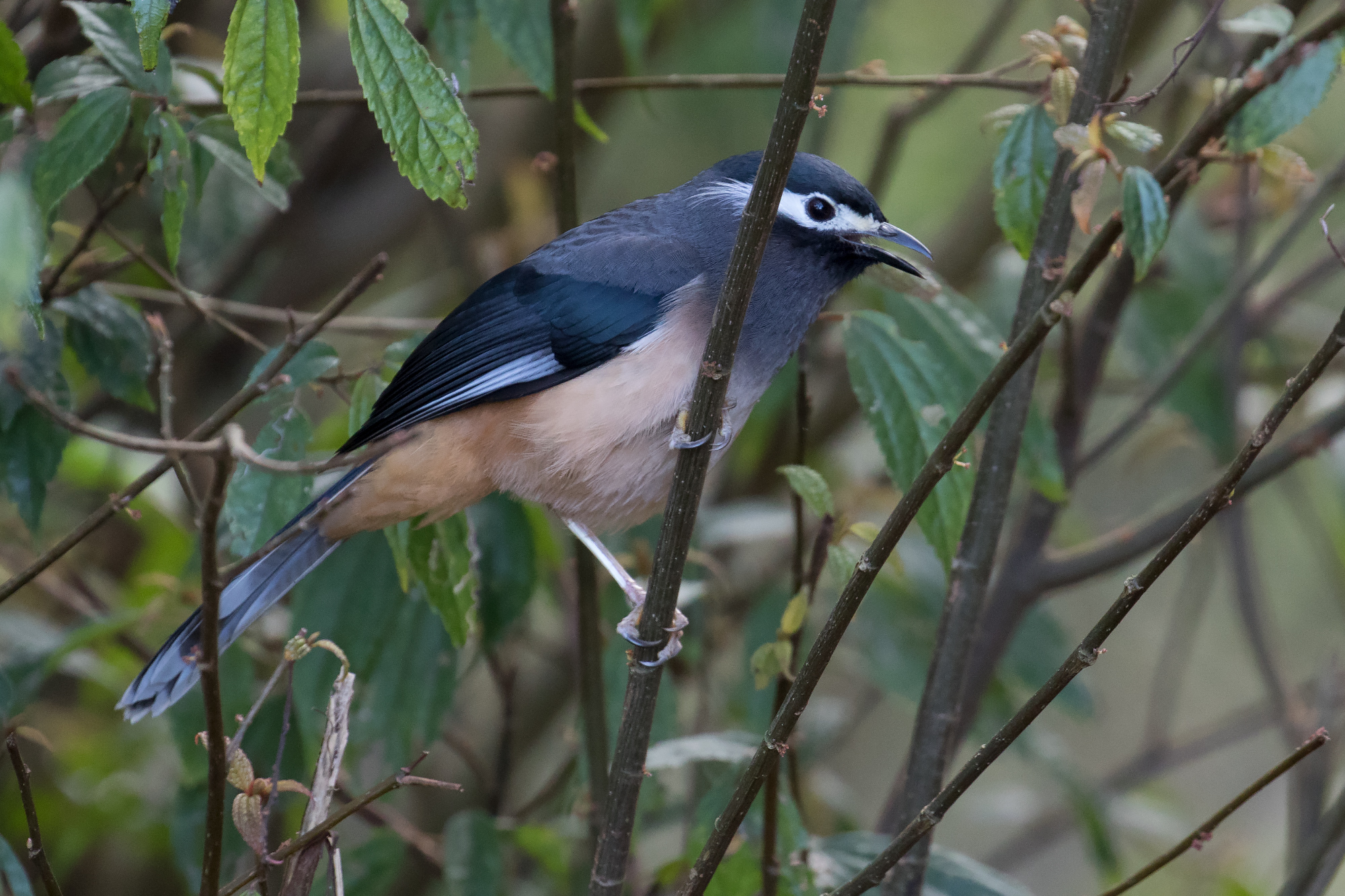 Details : White-eared Sibia - BirdGuides