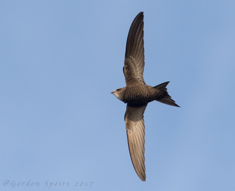 How to help our swifts - BirdGuides