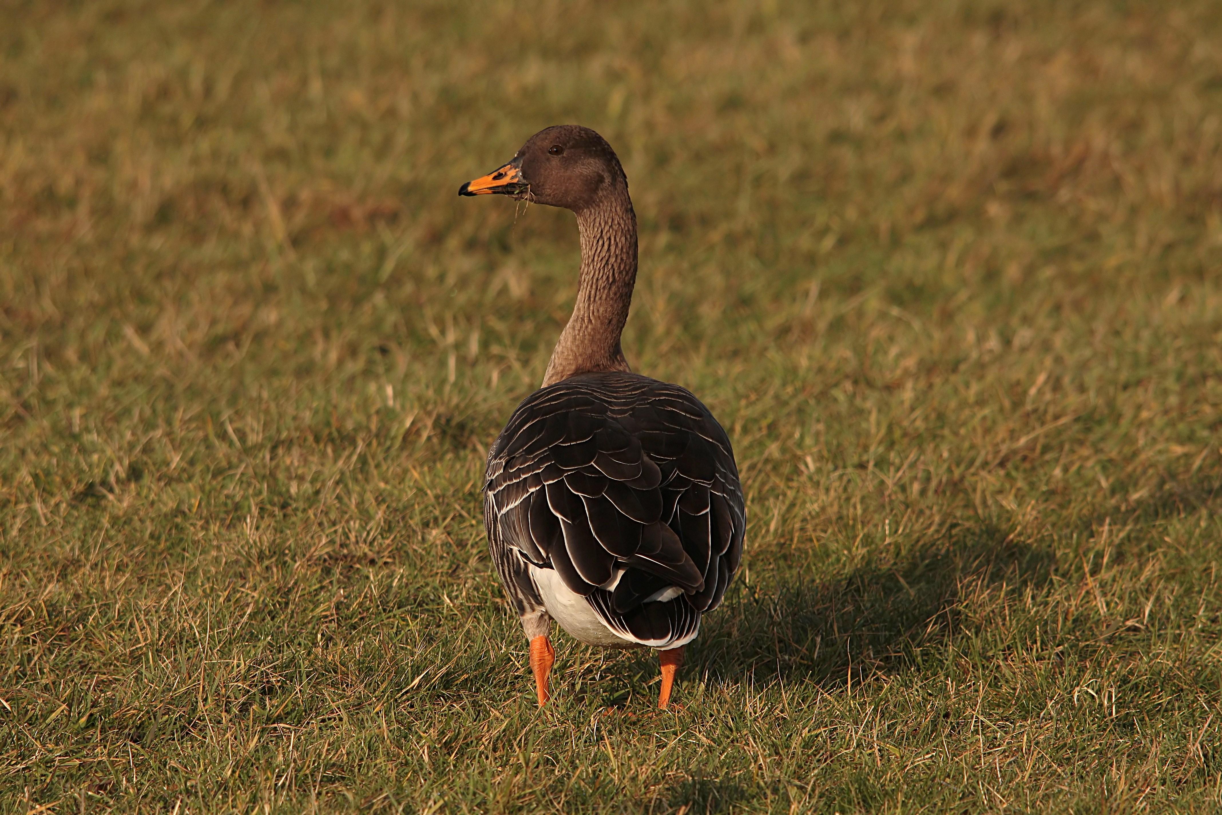 Details Taiga Bean Goose BirdGuides