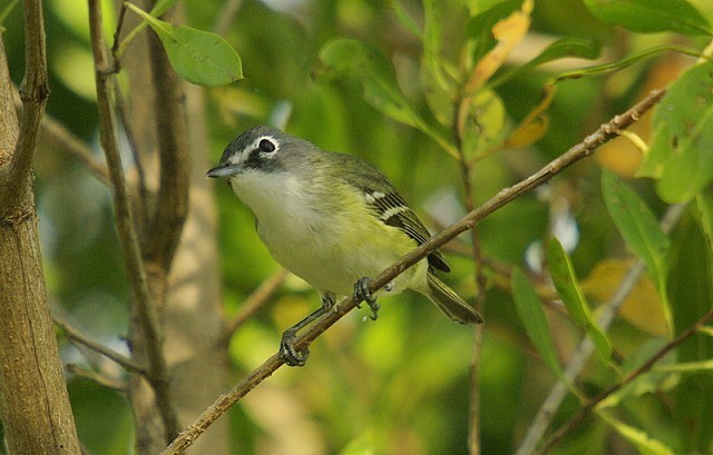 Image result for blue headed vireo