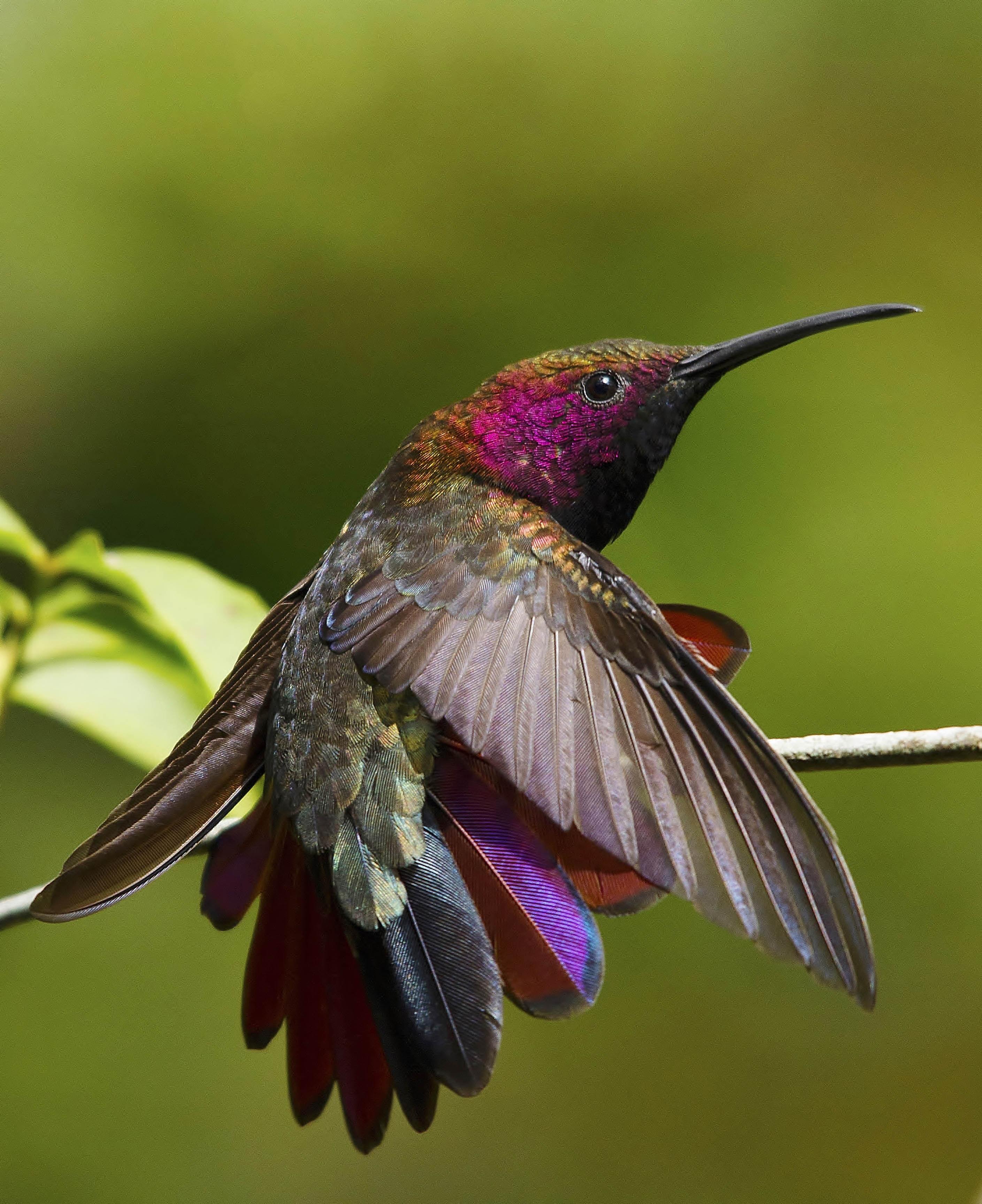 Hummingbird tongue