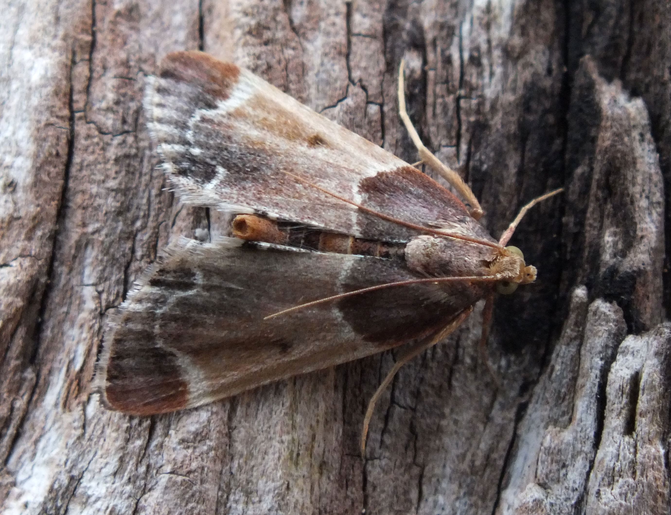 Details Meal Moth BirdGuides