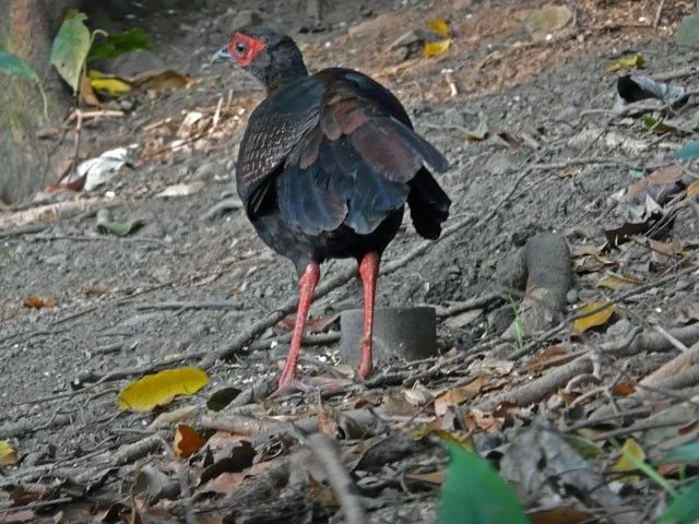 Swinhoe's Pheasant Photos - Shanghai Birding 上海观鸟