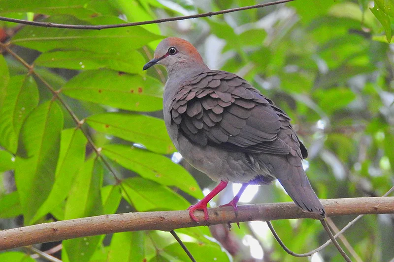 Details : Grey-chested Dove - BirdGuides