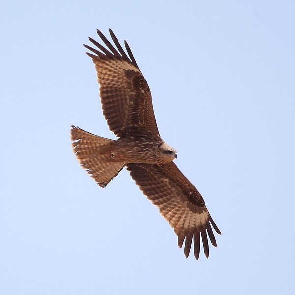 Details Black Kite BirdGuides