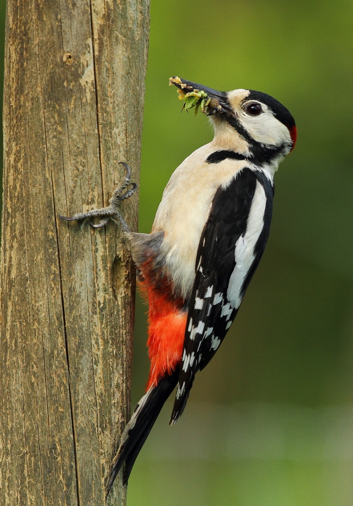 woodpecker food