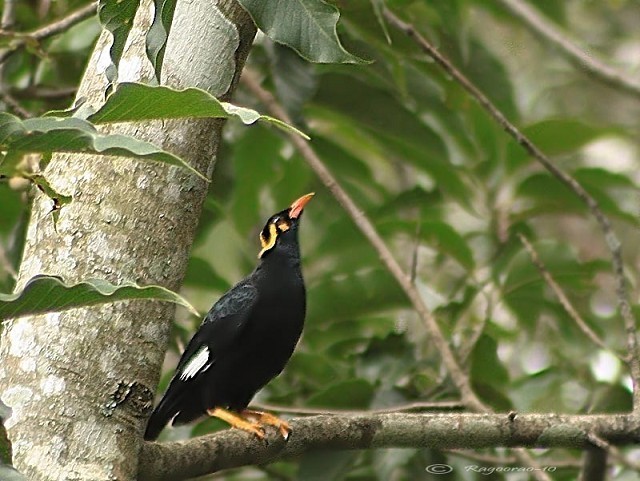 Details Common Hill Myna Birdguides Details Common Hill Myna Birdguides