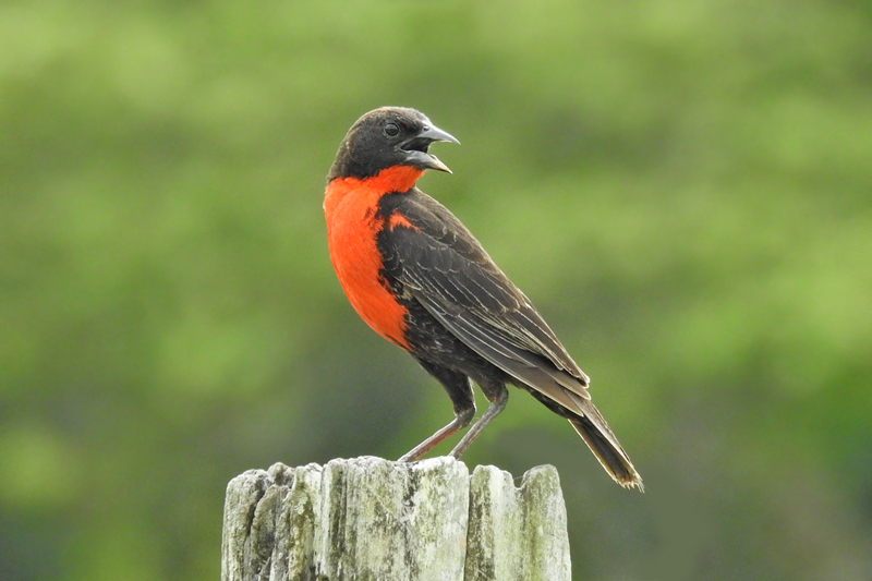 Details Redbreasted Blackbird BirdGuides